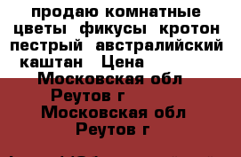 продаю комнатные цветы :фикусы, кротон пестрый, австралийский каштан › Цена ­ 15 000 - Московская обл., Реутов г.  »    . Московская обл.,Реутов г.